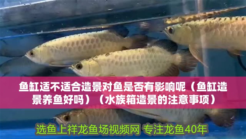 魚缸適不適合造景對魚是否有影響呢（魚缸造景養魚好嗎）（水族箱造景的注意事項）