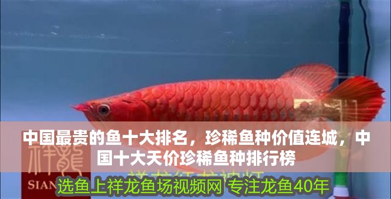 中國(guó)最貴的魚十大排名，珍稀魚種價(jià)值連城，中國(guó)十大天價(jià)珍稀魚種排行榜