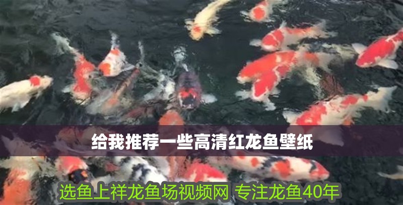 給我推薦一些高清紅龍魚壁紙 給我推薦一些高清紅龍魚壁紙 龍魚論壇