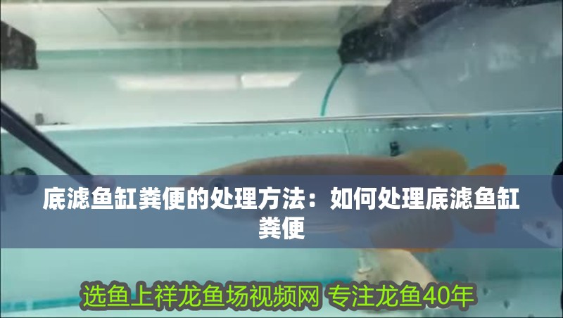 底濾魚缸糞便的處理方法：如何處理底濾魚缸糞便