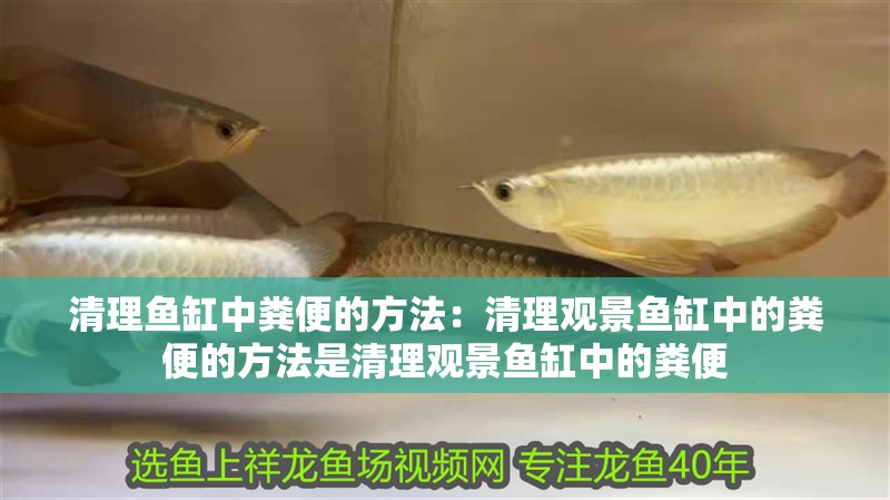 清理魚缸中糞便的方法：清理觀景魚缸中的糞便的方法是清理觀景魚缸中的糞便