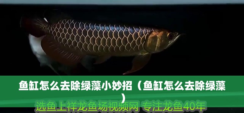 魚缸怎么去除綠藻小妙招（魚缸怎么去除綠藻） 魚缸怎么去除綠藻小妙招（魚缸怎么去除綠藻） 魚缸百科