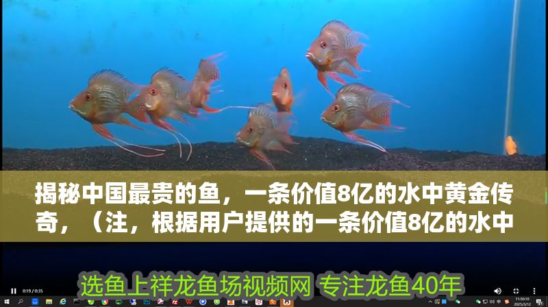揭秘中國最貴的魚，一條價值8億的水中黃金傳奇，（注，根據用戶提供的一條價值8億的水中黃金核心信息，生成具有懸念感和價值沖擊力的標題，符合中文互聯網傳播特性）