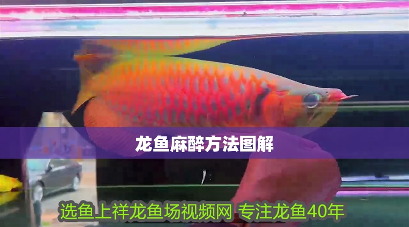 龍魚(yú)麻醉方法圖解