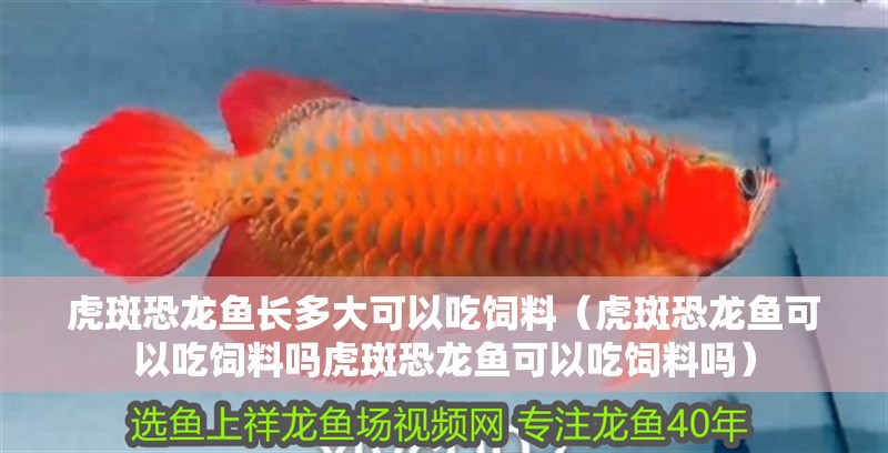 我的虎魚真菌感染了要怎么處理 虎斑恐龍魚長多大可以吃飼料(虎斑恐龍魚可以吃飼料嗎虎斑恐龍魚可以吃飼料嗎) 龍魚百科 虎斑恐龍魚長多大可以吃飼料(虎斑恐龍魚可以吃飼料嗎虎斑恐龍魚可以吃飼料嗎) 虎斑恐龍魚長多大可以吃飼料(虎斑恐龍魚可以吃飼料嗎虎斑恐龍魚可以吃飼料嗎) 龍魚百科