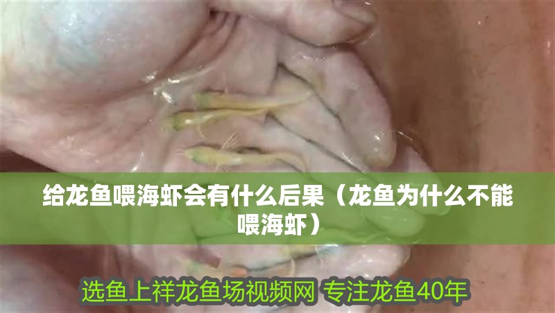 給龍魚喂海蝦會有什么后果（龍魚為什么不能喂海蝦）