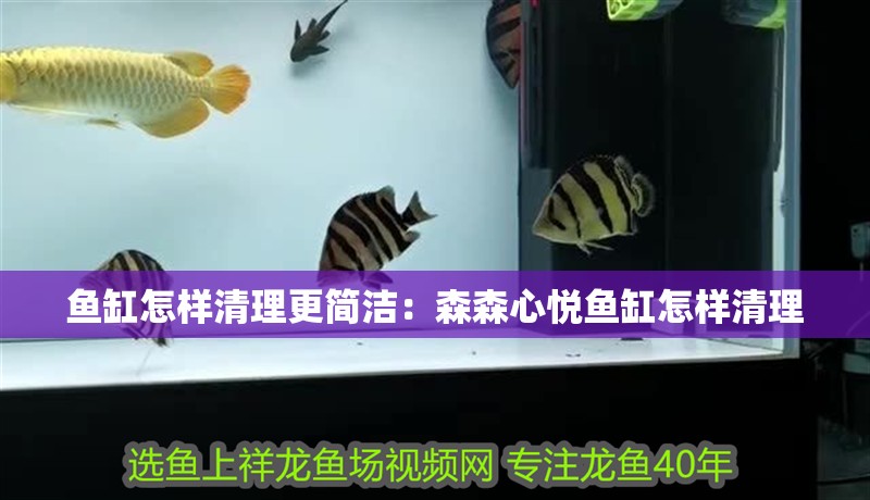 魚缸怎樣清理更簡潔：森森心悅魚缸怎樣清理