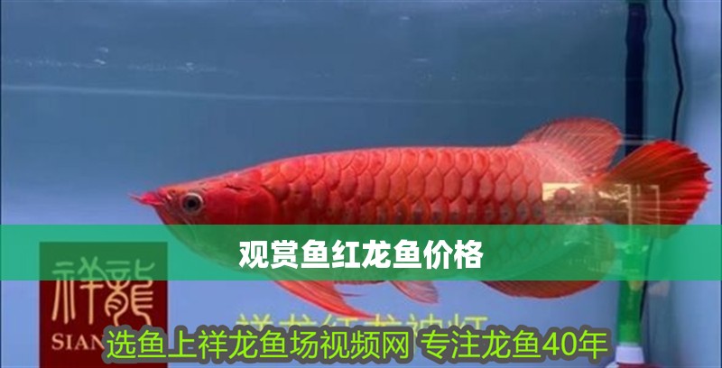 觀賞魚紅龍魚價格