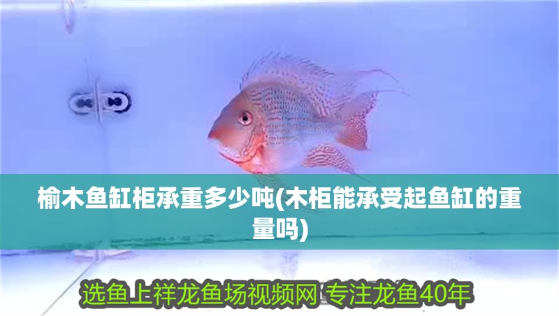榆木魚缸柜承重多少噸(木柜能承受起魚缸的重量嗎)