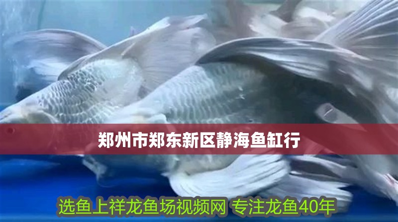 鄭州市鄭東新區靜海魚缸行