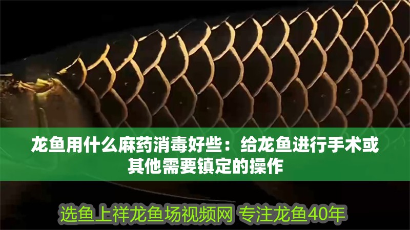 龍魚用什么麻藥消毒好些：給龍魚進行手術或其他需要鎮定的操作