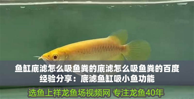 魚缸底濾怎么吸魚糞的底濾怎么吸魚糞的百度經驗分享：底濾魚缸吸小魚功能