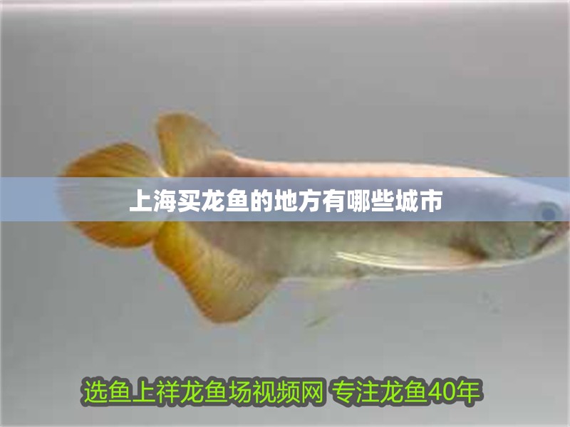 我的虎魚真菌感染了要怎么處理 上海買龍魚的地方有哪些城市 龍魚百科 上海買龍魚的地方有哪些城市 上海買龍魚的地方有哪些城市 龍魚百科