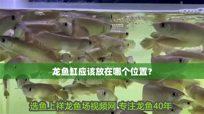 龍魚缸應(yīng)該放在哪個位置？