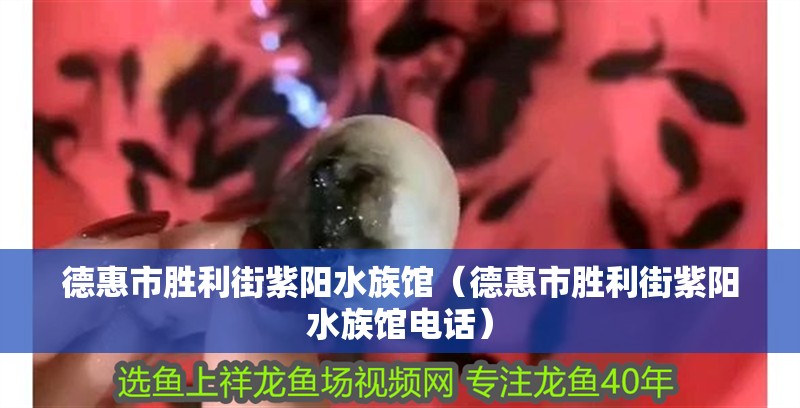 德惠市勝利街紫陽水族館（德惠市勝利街紫陽水族館電話） 德惠市勝利街紫陽水族館（德惠市勝利街紫陽水族館電話） 全國水族館企業名錄