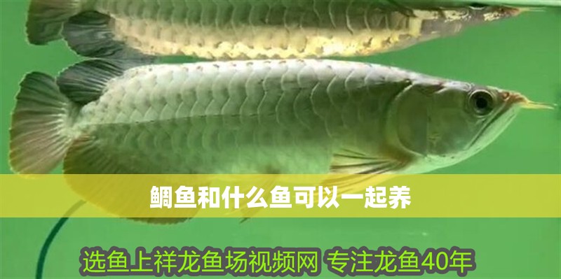 鯛魚和什么魚可以一起養