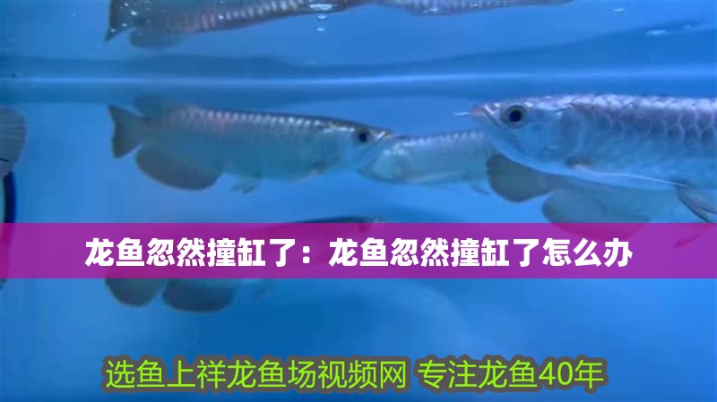 龍魚忽然撞缸了：龍魚忽然撞缸了怎么辦