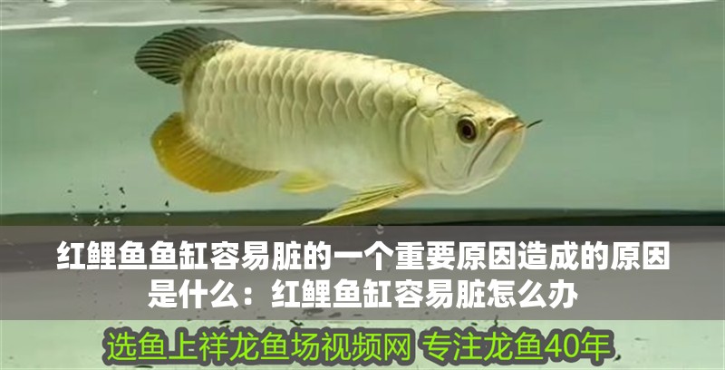 紅鯉魚魚缸容易臟的一個重要原因造成的原因是什么：紅鯉魚缸容易臟怎么辦 紅鯉魚魚缸容易臟的一個重要原因造成的原因是什么：紅鯉魚缸容易臟怎么辦 魚缸百科
