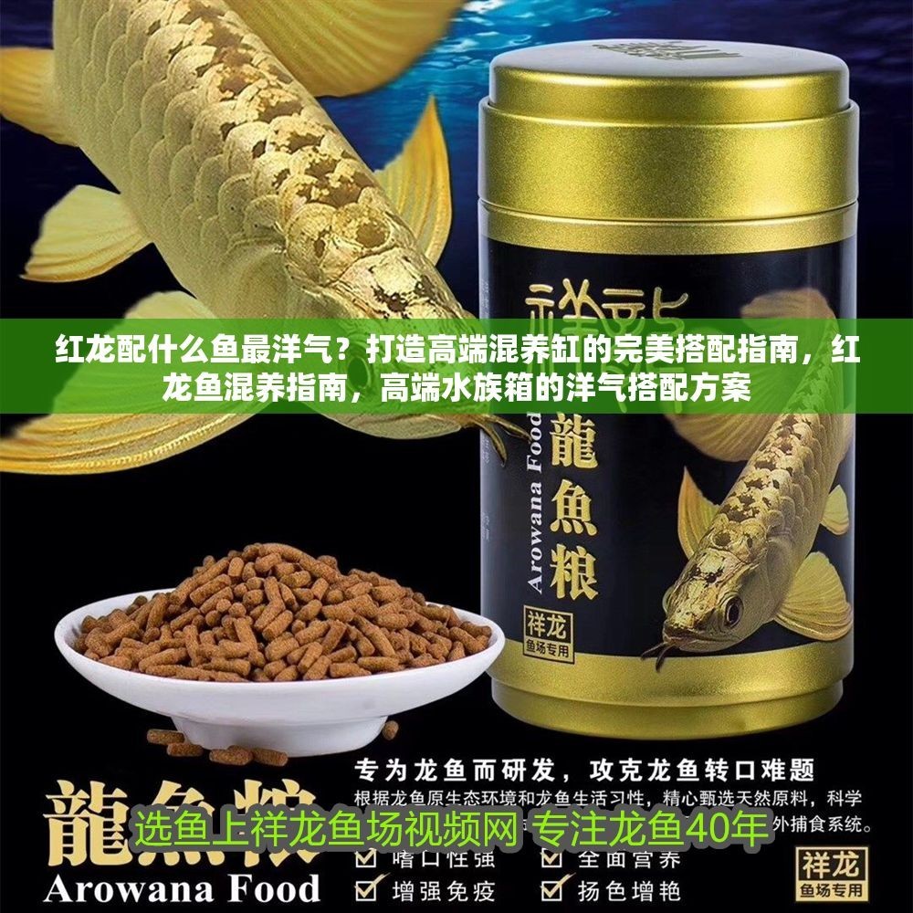紅龍配什么魚最洋氣？打造高端混養缸的完美搭配指南，紅龍魚混養指南，高端水族箱的洋氣搭配方案