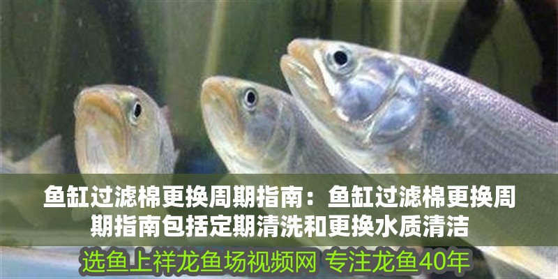 魚缸過濾棉更換周期指南：魚缸過濾棉更換周期指南包括定期清洗和更換水質清潔