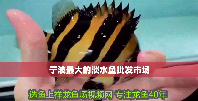 寧波最大的淡水魚批發市場