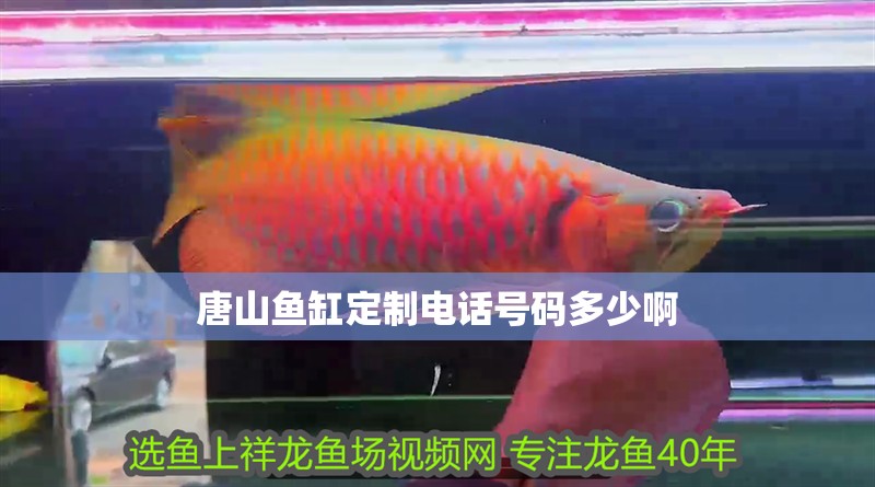 唐山魚缸定制電話號碼多少啊