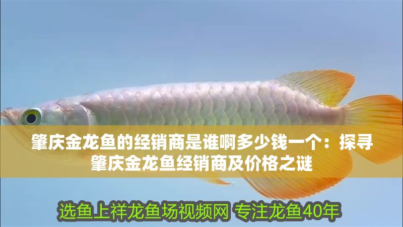 肇慶金龍魚的經銷商是誰啊多少錢一個：探尋肇慶金龍魚經銷商及價格之謎