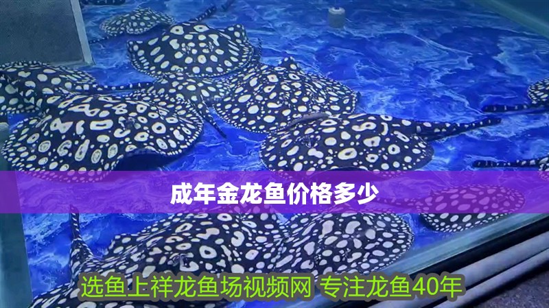 成年金龍魚價格多少