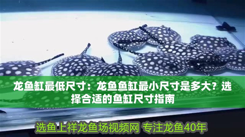 龍魚缸最低尺寸：龍魚魚缸最小尺寸是多大？選擇合適的魚缸尺寸指南