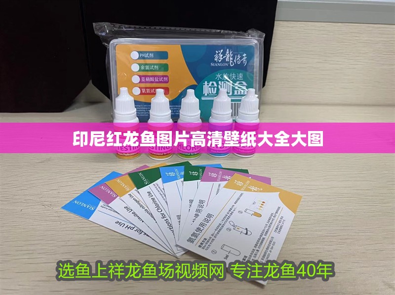 印尼紅龍魚圖片高清壁紙大全大圖