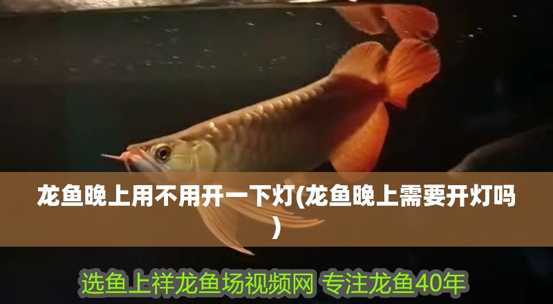 龍魚晚上用不用開一下燈(龍魚晚上需要開燈嗎) 龍魚晚上用不用開一下燈(龍魚晚上需要開燈嗎) 魚缸百科