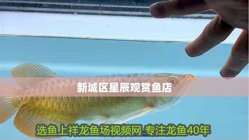 新城區星辰觀賞魚店