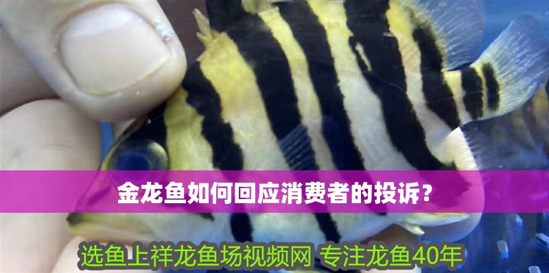 金龍魚(yú)如何回應(yīng)消費(fèi)者的投訴？