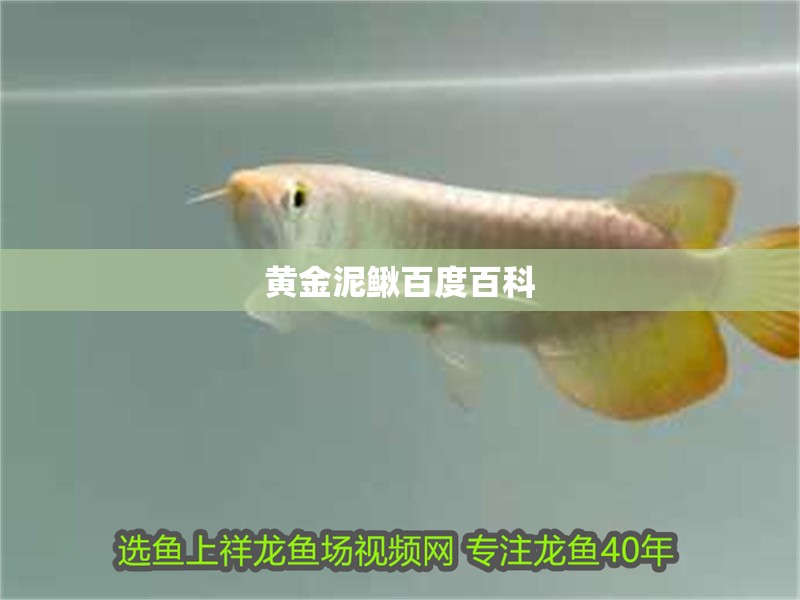 黃金泥鰍百度百科 黃金泥鰍百度百科 龍魚論壇