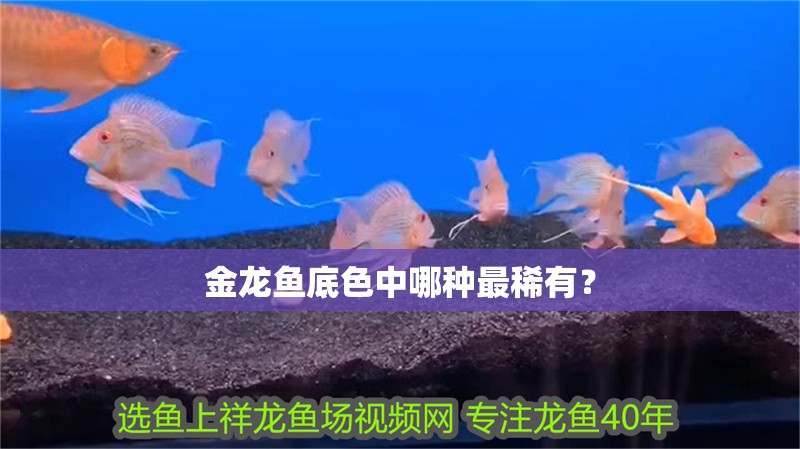 金龍魚底色中哪種最稀有？ 金龍魚底色中哪種最稀有？ 龍魚論壇