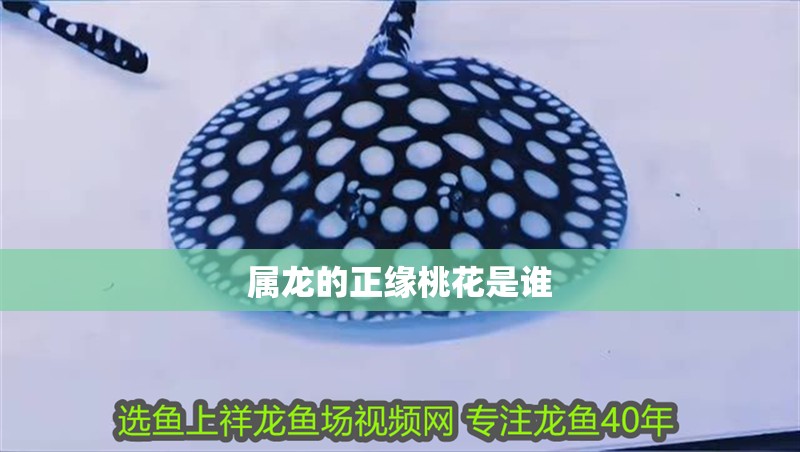 屬龍的正緣桃花是誰