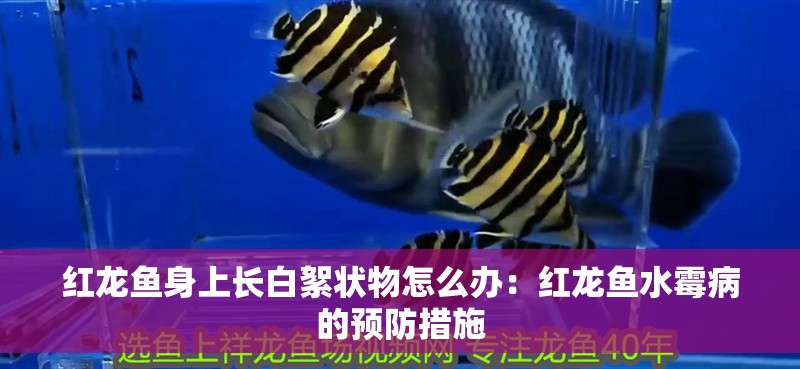 紅龍魚身上長白絮狀物怎么辦：紅龍魚水霉病的預防措施
