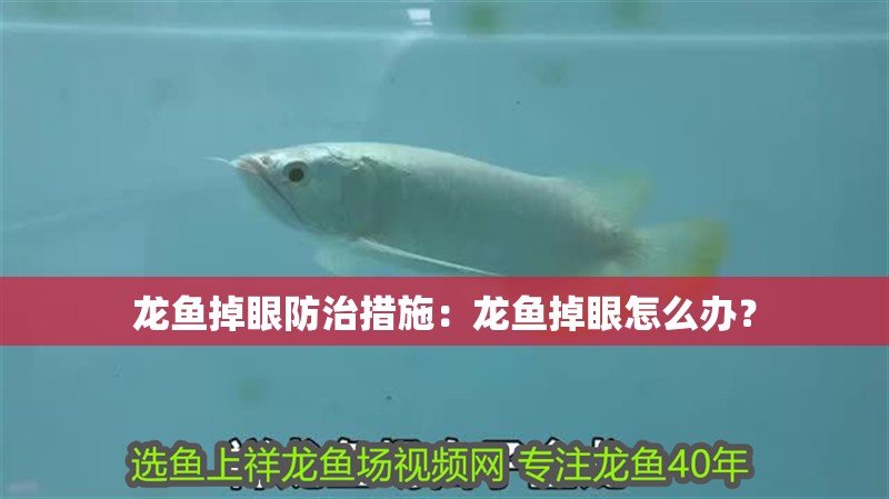 龍魚掉眼防治措施：龍魚掉眼怎么辦？