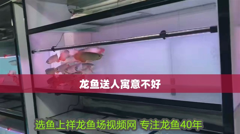 龍魚送人寓意不好