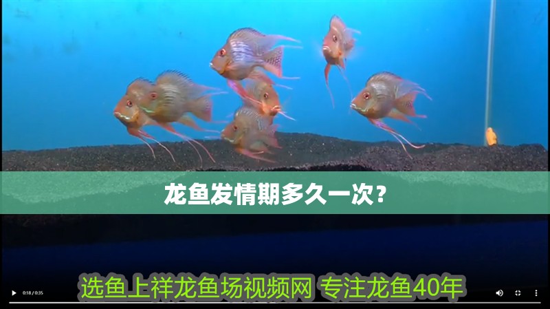 魚缸用增氧泵價格是多少:魚缸增氧機-xtrac增氧機-xtrac增氧機 龍魚發情期多久一次? 龍魚論壇 龍魚發情期多久一次? 龍魚發情期多久一次? 龍魚論壇