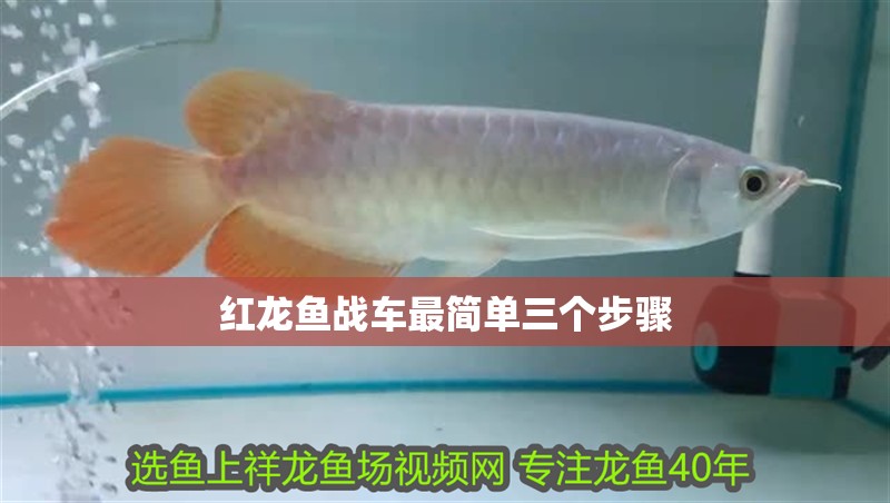 紅龍魚戰車最簡單三個步驟