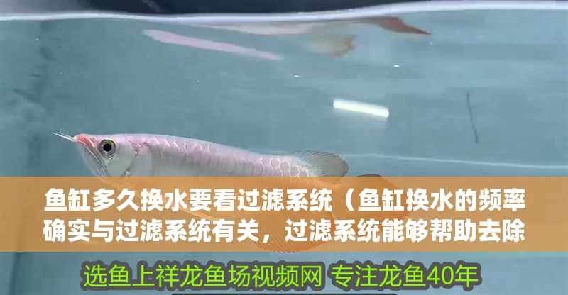 魚缸多久換水要看過濾系統(tǒng)（魚缸換水的頻率確實(shí)與過濾系統(tǒng)有關(guān)，過濾系統(tǒng)能夠幫助去除水中的廢物、細(xì)菌和病毒）