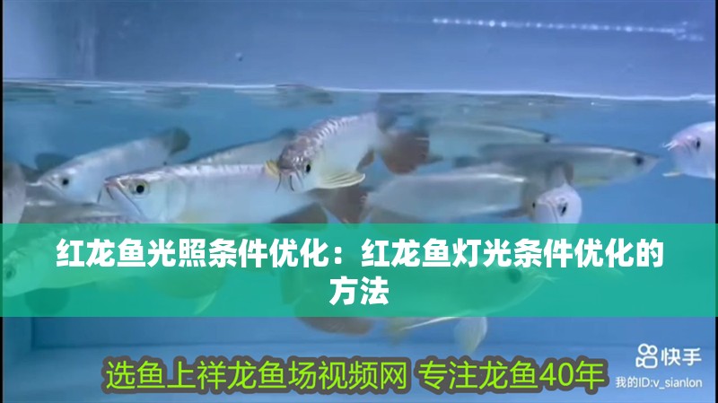 紅龍魚光照條件優化：紅龍魚燈光條件優化的方法