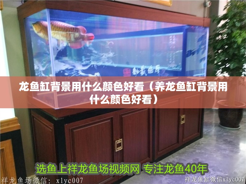 龍魚缸背景用什么顏色好看（養龍魚缸背景用什么顏色好看） 龍魚缸背景用什么顏色好看（養龍魚缸背景用什么顏色好看） 魚缸百科