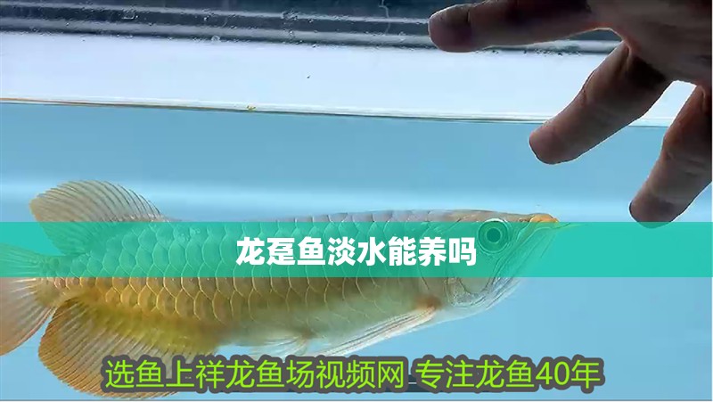 龍躉魚淡水能養嗎