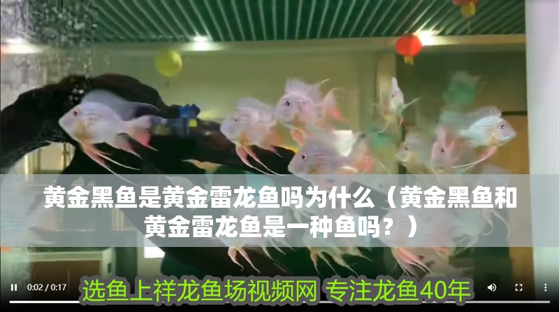 黃金黑魚是黃金雷龍魚嗎為什么（黃金黑魚和黃金雷龍魚是一種魚嗎？）