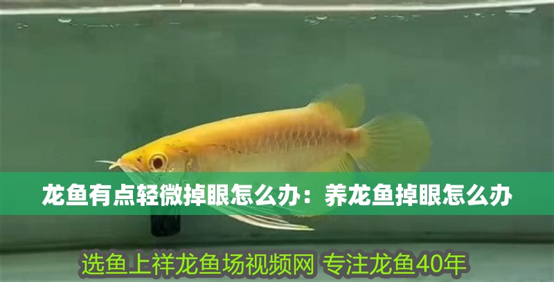 龍魚(yú)有點(diǎn)輕微掉眼怎么辦：養(yǎng)龍魚(yú)掉眼怎么辦