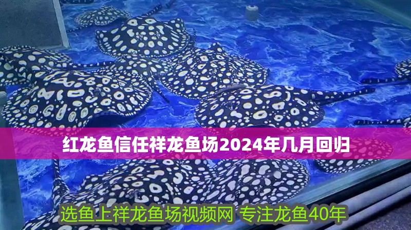 紅龍魚信任祥龍魚場2024年幾月回歸