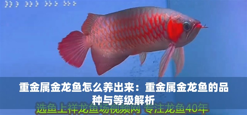 重金屬金龍魚怎么養出來：重金屬金龍魚的品種與等級解析