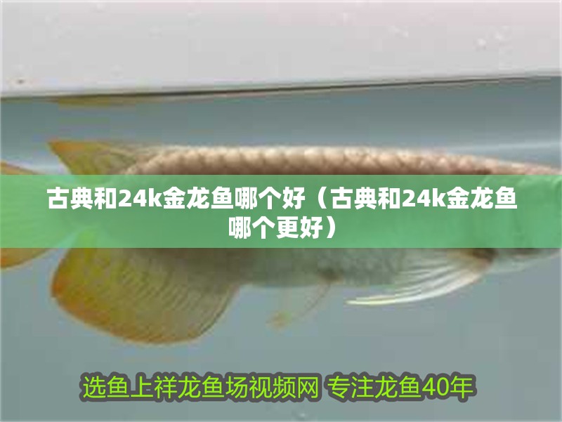 古典和24k金龍魚哪個好（古典和24k金龍魚哪個更好） 古典和24k金龍魚哪個好（古典和24k金龍魚哪個更好） 龍魚百科